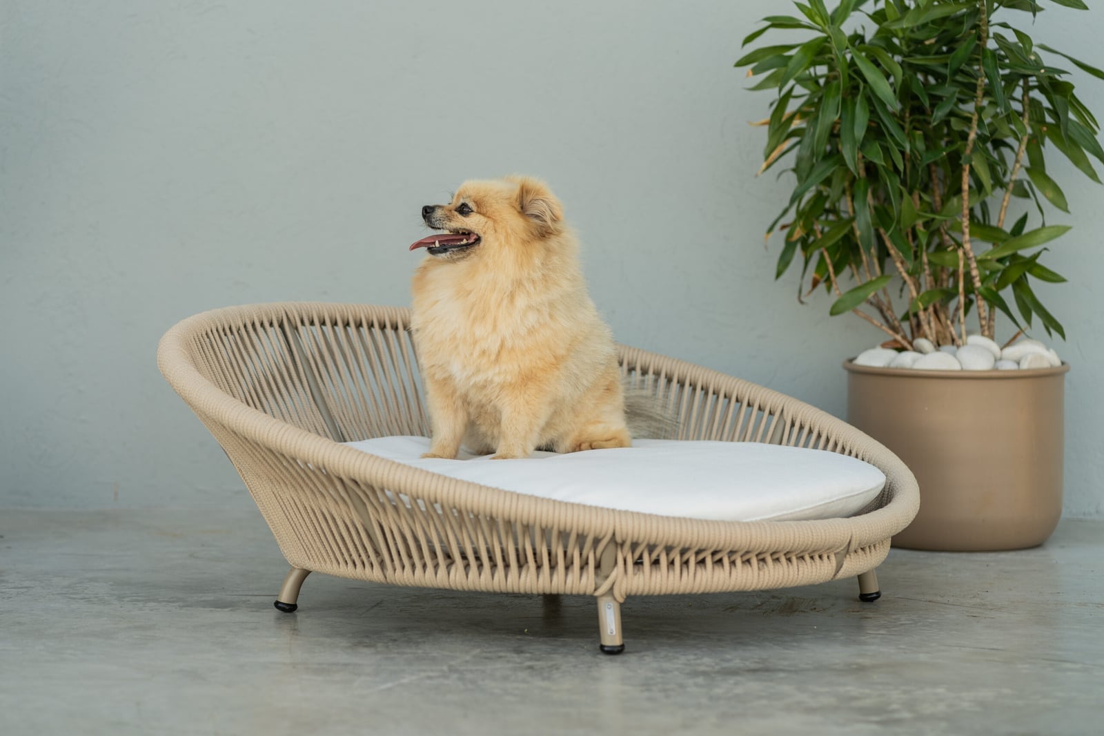 Chaise Linea Pet